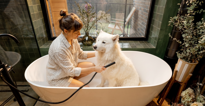 How Often Should You Bathe Your Dog?